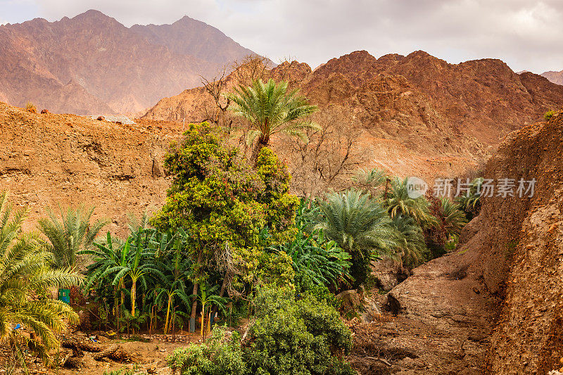 Al Hajar山，阿拉伯联合酋长国-一个经常错过的阿拉伯沙漠峡谷，充满了椰枣和果树，实际上在一个偏僻的地方。